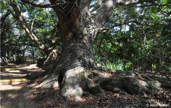 Trunk of a camphor tree planted in 1898, Kirstenbosch NBG