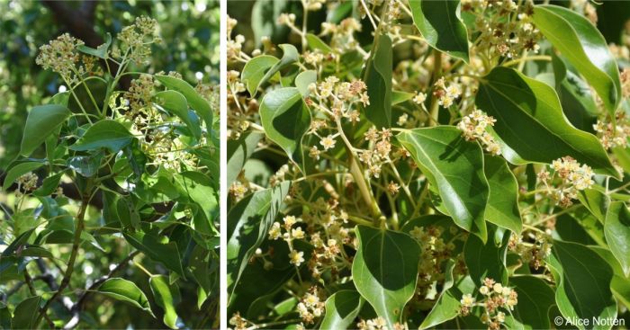 Camphor tree flowers