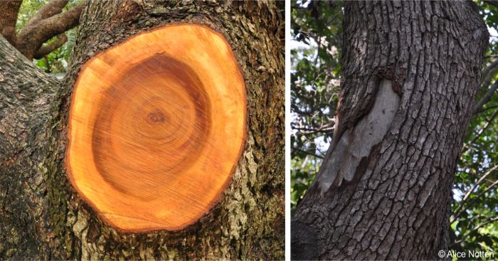 Camphor tree, freshly cut branch LEFT and a bark-stripping scar RIGHT