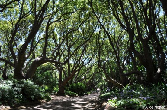The Camphor Avenue in Kirstenbosch National Botanical Garden, February 2010