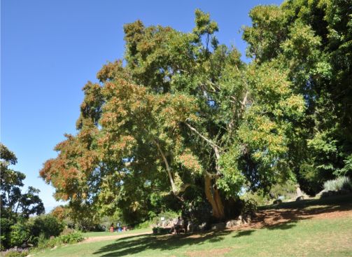 Combretum afrum tree in fruit, Kirstenbosch NBG