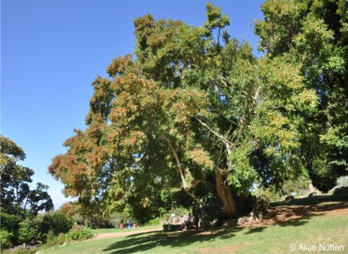 Combretum afrum tree in fruit, Kirstenbosch NBG
