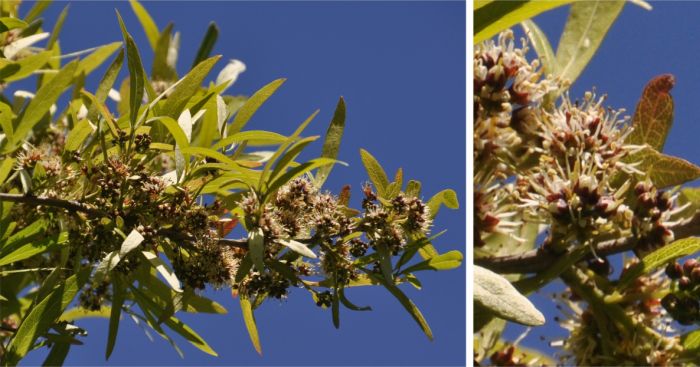 Combretum afrum flowering branch