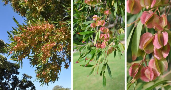 Combretum afrum in fruit