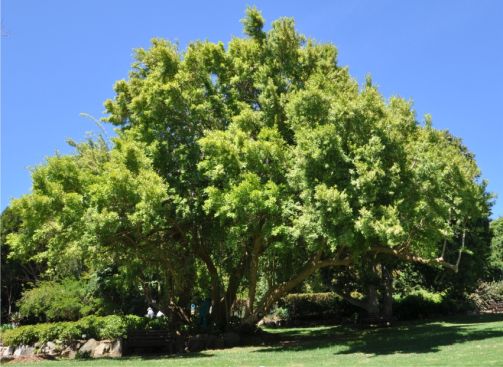 Combretum afrum tree in flower in November, Kirstenbosch NBG