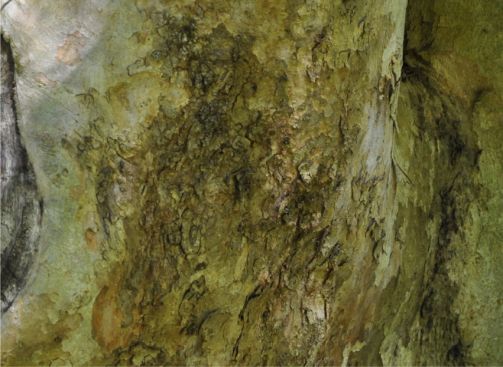 Combretum afrum bark