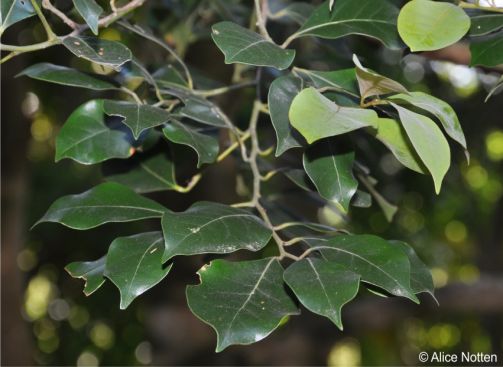 Cryptocarya myrtifolia leaves in shady understory in December Cryptocarya myrtifolia leaves in shady understory in December