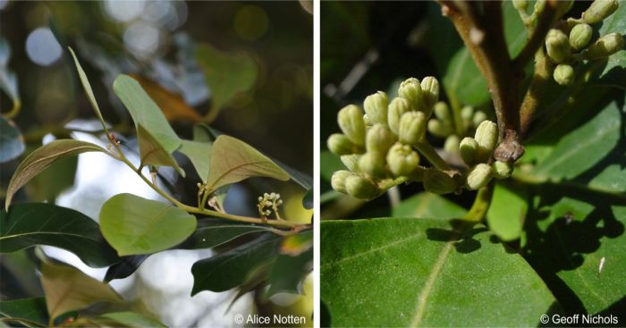 New growth with flower buds in December LEFT and flowers RIGHT New growth with flower buds in December LEFT and flowers RIGHT