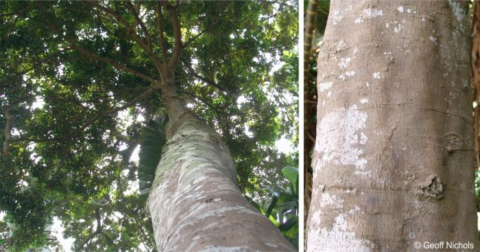 Cryptocarya myrtifolia tree in habitat Cryptocarya myrtifolia tree in habitat