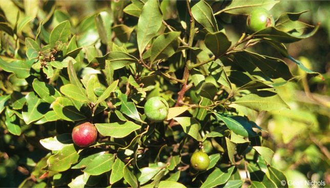 Cryptocarya myrtifolia in fruit Cryptocarya myrtifolia in fruit