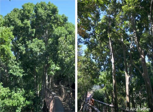 Cryptocarya myrtifolia trees in Kirstenbosch NBG, about 30 years old Cryptocarya myrtifolia trees in Kirstenbosch NBG, about 30 years old