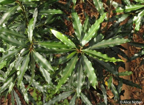 Faurea macnaughtonii 