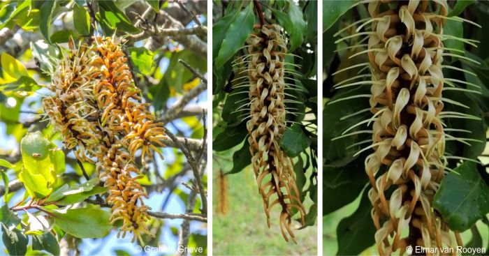 Inflorescence and flowers of Faurea macnaughtonii Inflorescence and flowers of Faurea macnaughtonii