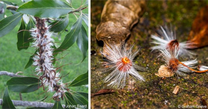 Fruiting head and seeds of Faurea macnaughtonii Fruiting head and seeds of Faurea macnaughtonii