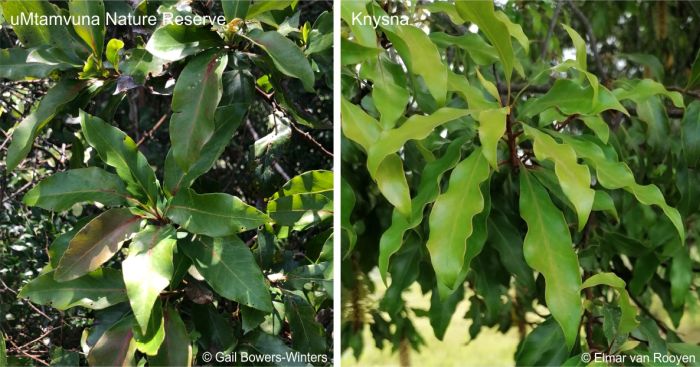 Leaves of Faurea macnaughtonii Leaves of Faurea macnaughtonii