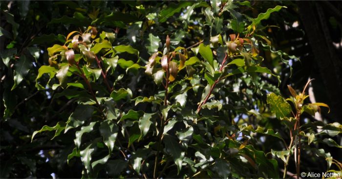 Reddish new growth in spring Reddish new growth in spring