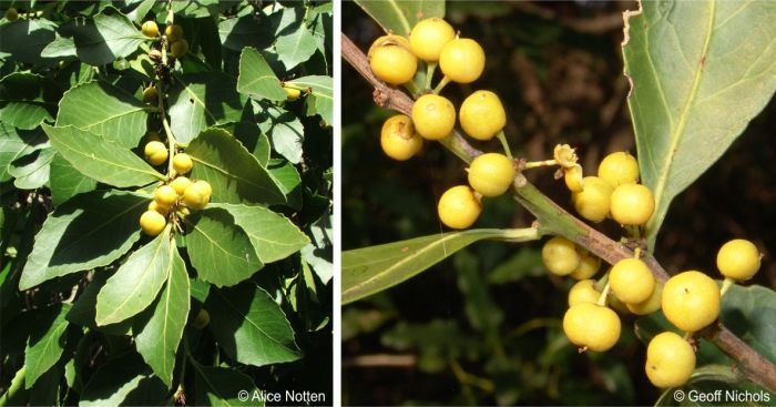 Maytenus undata in fruit