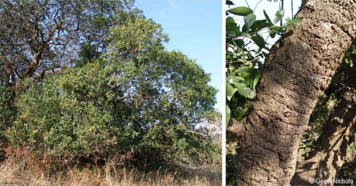 Maytenus undata in habitat