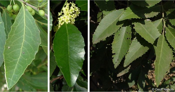 Maytenus undata leaf variation