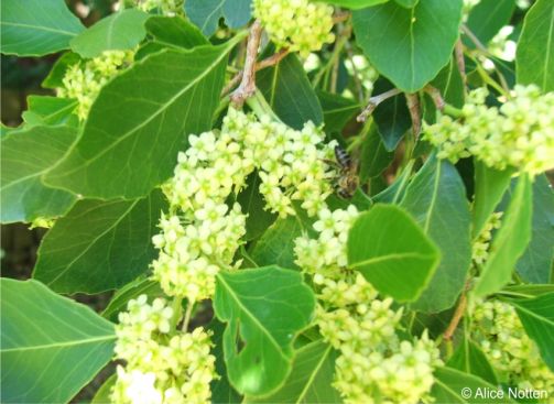 Flowers are visited by bees