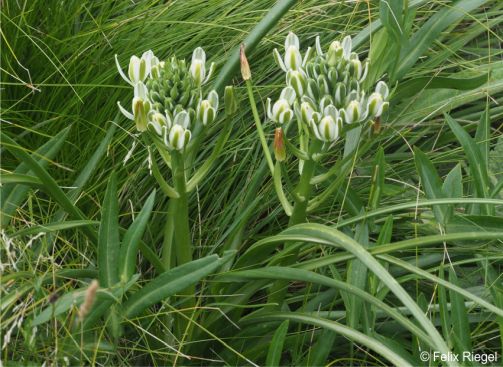 Albuca fastigiata 