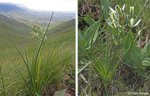 Albuca fastigiata in habitat, Drakensberg