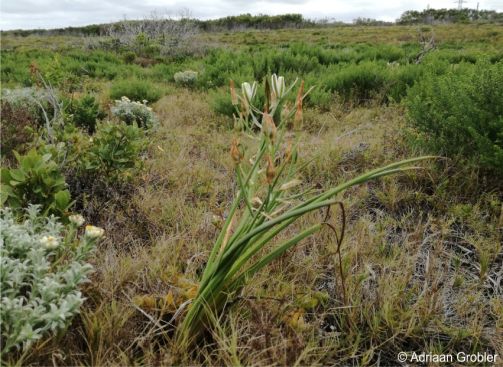 Albuca fastigiata in habitat, near Gqeberha 