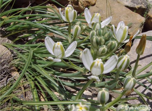 Albuca fastigiata in habitat, Drakensberg