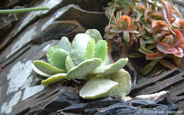 Adromischus cristatus var. mzimvubuensis 