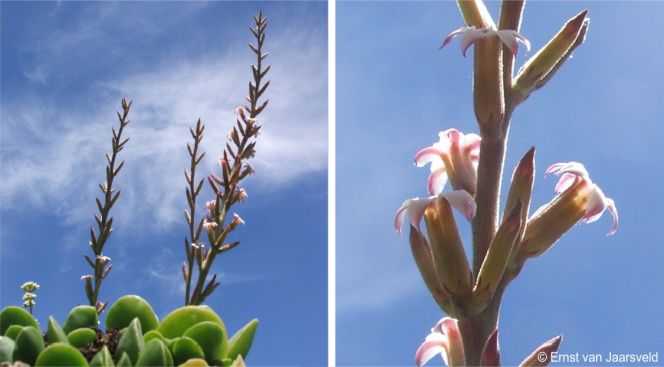 In flower in cultivation