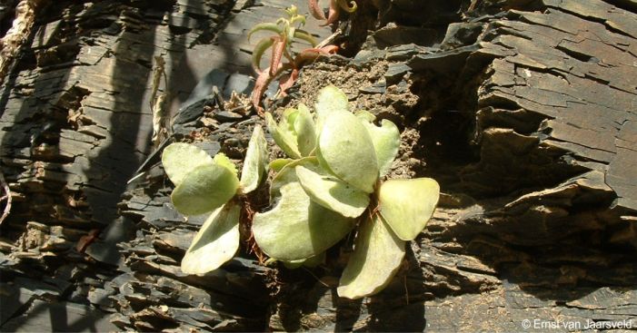 On a shale ledge along the Mzimvubu River