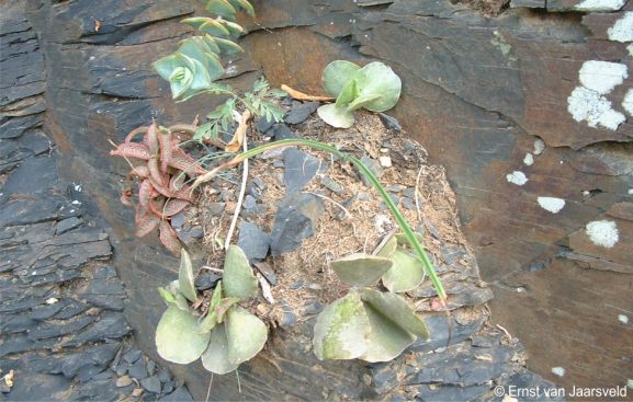 Plants from fallen leaves that rooted