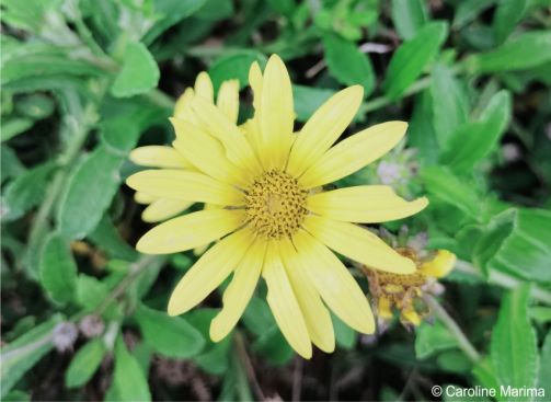 Arctotis scabra 