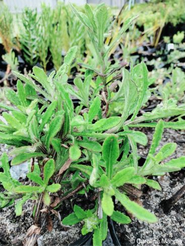 Stems and leaves