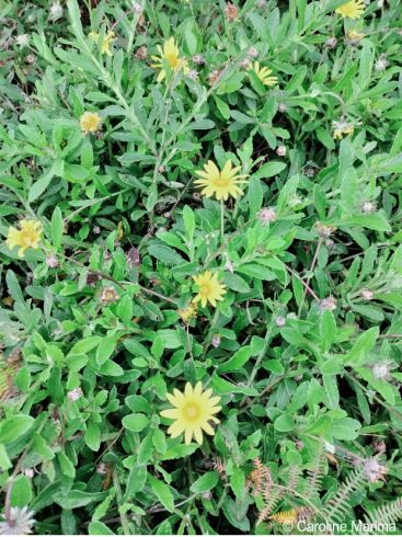 Growing as a groundcover