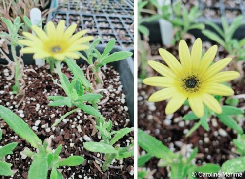 Rooted cuttings