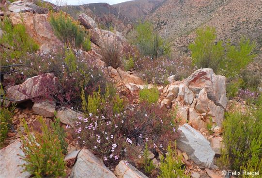 Pelargonium laevigatum subsp. laevigatum in habitat