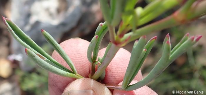 subsp. laevigatum leaves variously incised