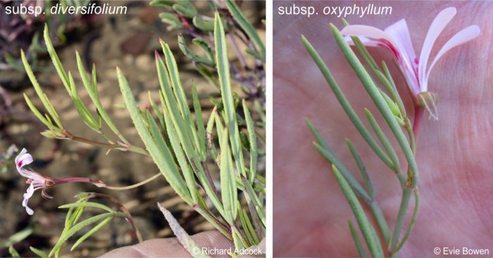 Leaves of subsp diversifolium LEFT and subsp oxyphyllum RIGHT