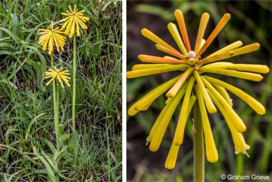 Kniphofia drepanophylla in flower in habitat, Mkambati Nature Reserve