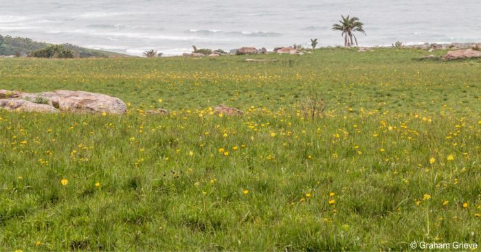 Mkambati Nature Reserve, habitat of Kniphofia drepanophylla 