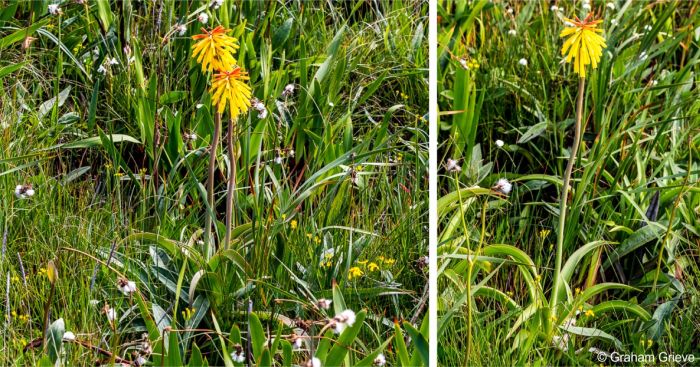 Kniphofia drepanophylla in flower in habitat, Lupatana