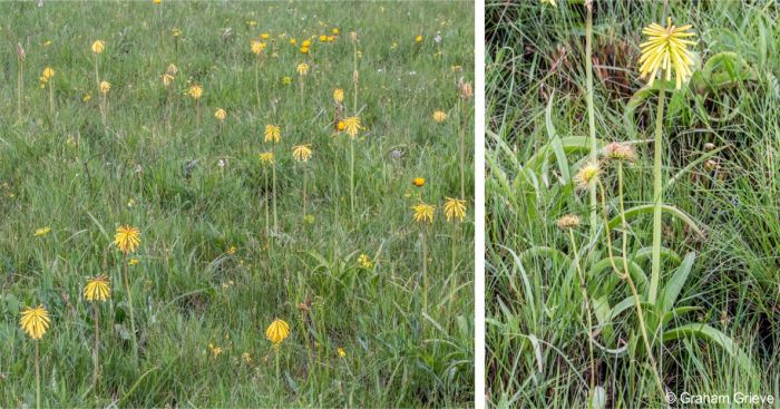 Kniphofia drepanophylla in habitat, Mkambati Nature Reserve
