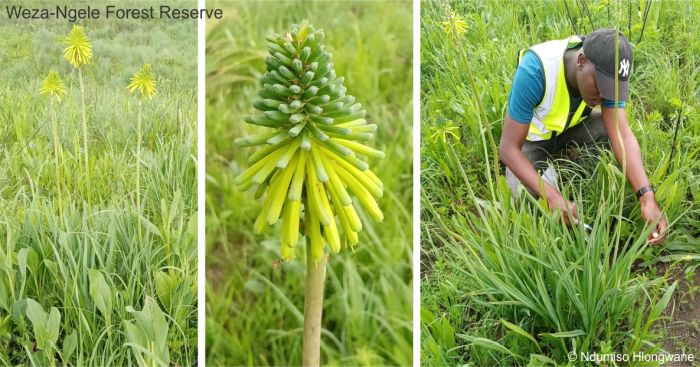 Kniphofia in Weza-Ngele Forest Reserve, an intermediate form between K.drepanophylla and K.baurii.