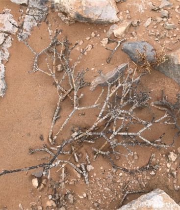 Euphorbia rhombifolia dead plant