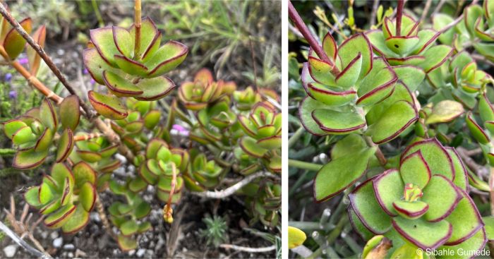 Stems and leaves of Cotyledon adscendens 