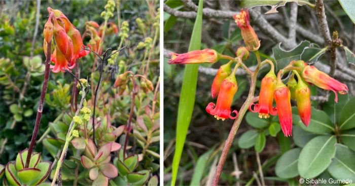 Inflorescence of Cotyledon adscendens 