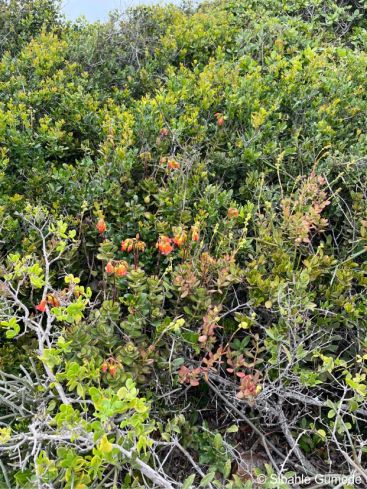 Cotyledon adscendens in habitat, Gqerbeha, Eastern Cape.