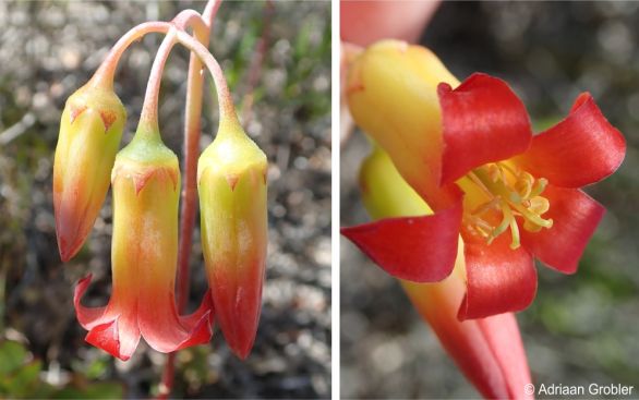 Flowers of Cotyledon adscendens