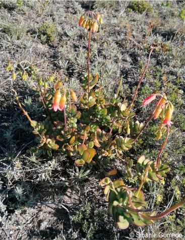 Cotyledon adscendens in flower